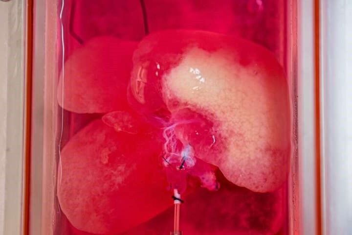 匹兹堡大学制作了&ldquo;人造肝脏&rdquo;，可帮你试药试毒