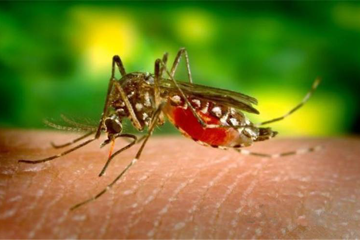 华盛顿大学研究发现，你和蚊子之间的安全距离是6米
