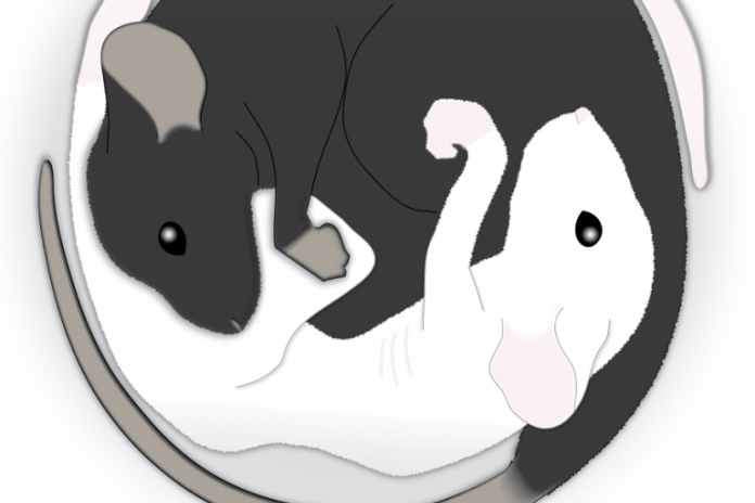 饿死也坚决不吃！科学家发现气味抑制食欲的大脑回路