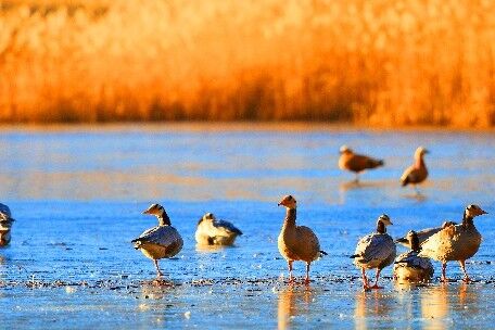 冬天的西藏究竟有什么魅力，为什么大多人都选择冬季进藏