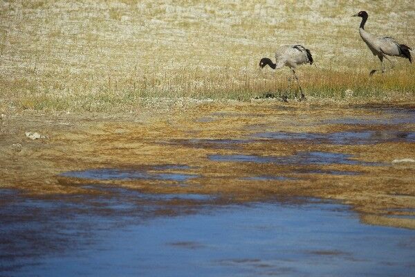 喜欢栖息在我国西藏的“神鸟”，是被动物学家认识最晚的一类