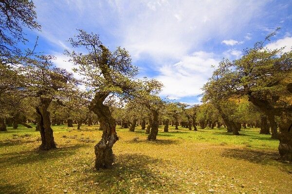 西藏这几株千年大树，被选入“中国最美古树”