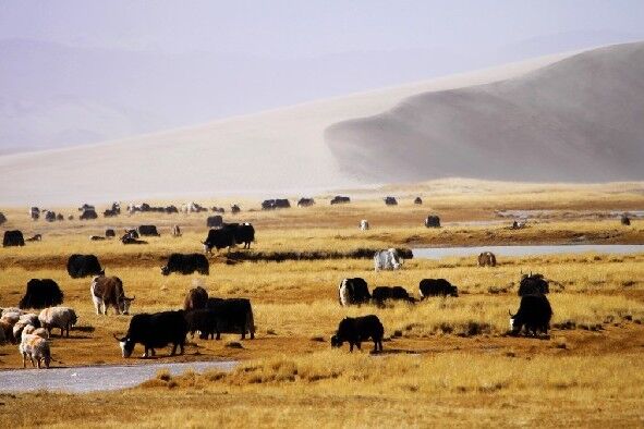 堪比黄金一样存在的“废物”，在西藏却有着非常多的用处