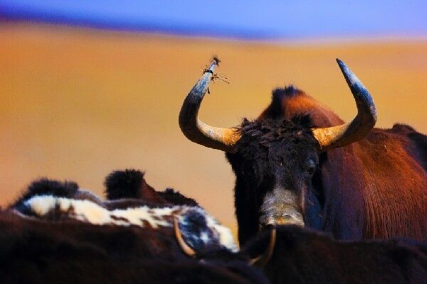 西藏这个物种，是世界高寒动物之一，而且离人类最近