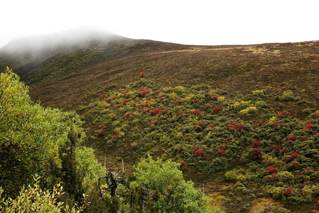 不愧是藏地小江南，居然拥有这么多最美景观