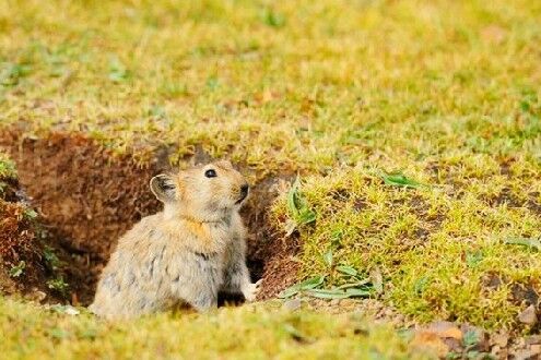 一直以来，这个物种备受误解，成为高原草原的“背锅侠”