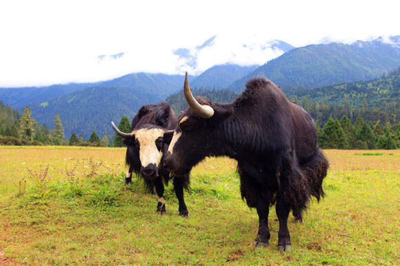 进藏“潜规则”太多，你不得不做好攻略