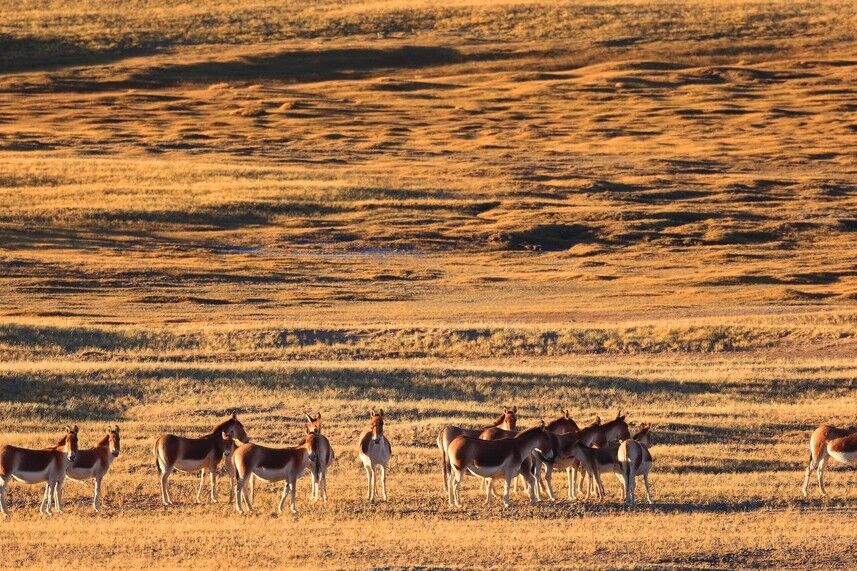 藏北无人区气候那么恶劣，为何还有无数野生动物在此繁衍生息