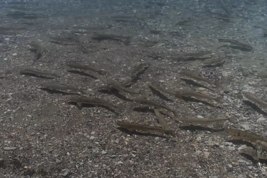 这个湖有八亿多斤的鱼，为何没人捕捞呢？