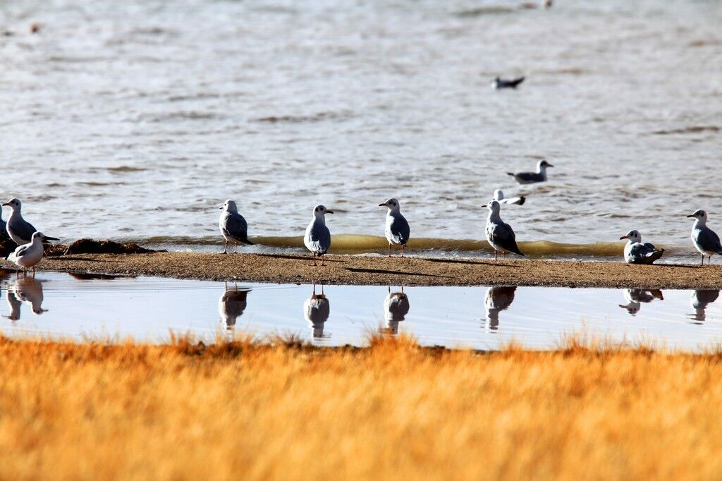 什么？西藏旅游最佳时间还要分地方，不同时间去风景可是天差地别