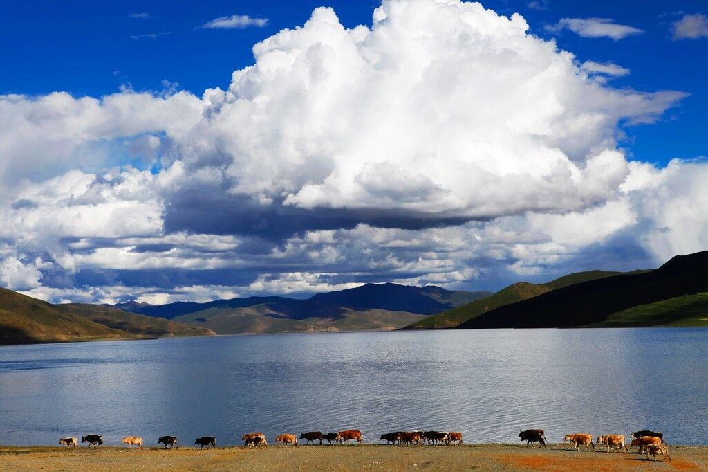 关于西藏的漫漫转山路，不为修行不为超度