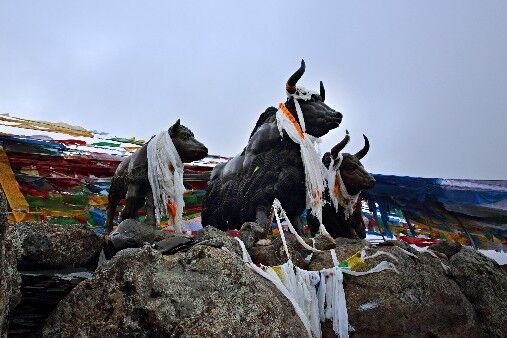 被称为“路霸”的物种，伴随着我国这个民族生存至今有上千年历史