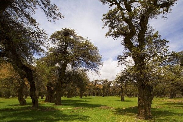 高原上竟还有两三层楼高的古树，而且年龄也都高达上千年