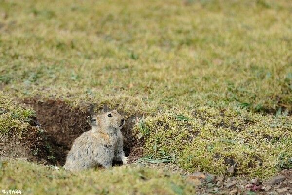 高原上，这种动物成为“背锅侠”多年，如今不仅无过，反而有功