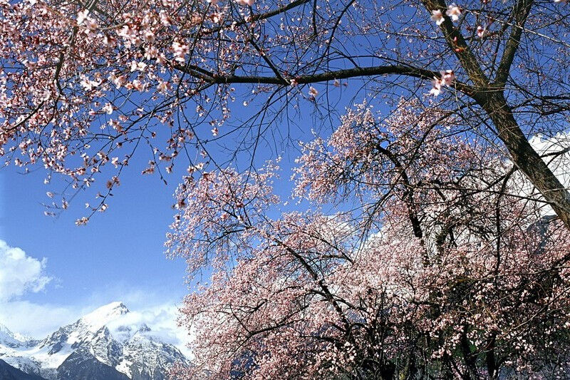 这个春天相约林芝桃花节，ANU等你一起开唱！