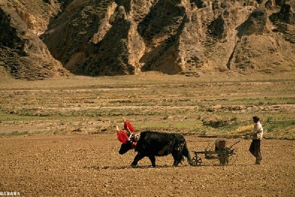 这座城虽为“西藏第二大城市”，但粮油生产总量却居西藏第一位