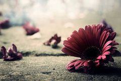 未来三年福禄双至，鸿运加身，事业红火，运势一飞冲天的3大生肖