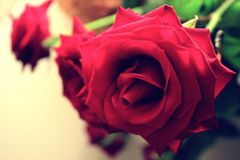 1月中旬运势如虹，贵人撑腰，事业顺风顺水，福禄双至的3生肖