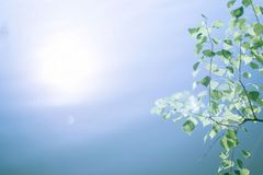 明年开始运势飙升，事业如日中天，财势兼得，名利双收的3大生肖