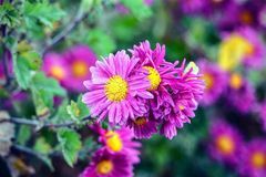 12月下旬开始贵人帮扶，好运挡不住，事业红火，财运亨通的3大生肖