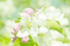 未来两年福旺财旺运气旺，这3大生肖事业如日中天，财源滚滚来