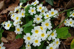 这3大生肖苦尽甘来，未来一年贵人助力，喜事频发，财源滚滚来