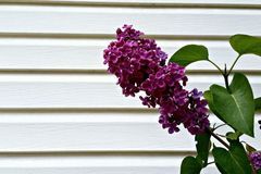 1月运势高涨，这3大生肖事业扶摇直上，添财得势，财源滚滚来