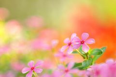 这3大生肖命里藏金，年底之前富贵无忧，正财旺盛，偏财频发