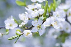 未来三年好运连连，喜气盈门，八方聚财，事业蒸蒸日上的3大生肖