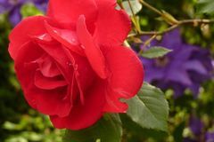 12月事业迎转机，步步高升，鸿运加身，收入颇为丰厚的3大生肖