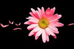 未来十天好运傍身，运势如虹，事业步步高升，名利双收的3大生肖