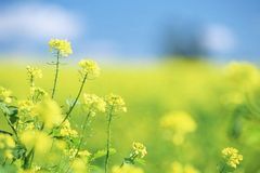 12月底大运加身，好运势不可挡，八方聚财，事业大展拳脚的生肖