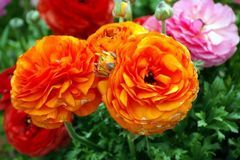 12月过后时至运来，好运环绕，运势高涨，事业风生水起的3生肖