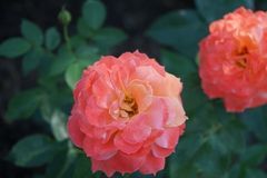 未来三年贵人帮扶，事业步步高升，财运飙升，富得流油的3大生肖