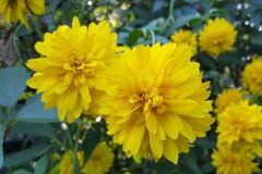 2019年底好运相随，贵人助力，八方来财，富贵无忧的3大生肖