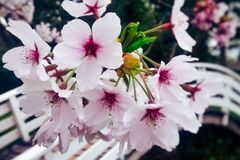 明年福泽深厚，贵人助力，事业蒸蒸日上，日子顺遂如意的3大生肖