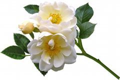 12月大运将至，贵人四方来，吉星庇佑，事业红红火火的3大生肖