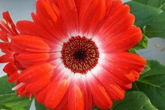 未来33天运势红火，福星庇佑，喜鹊报喜，升职加薪的3大生肖