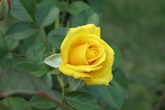 未来三十天贵人相助，财神送财，福气入宅，财源滚滚来的3大生肖