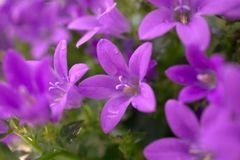 下周开始运势如虹，事业如开挂，步步高升，福运延绵的3大生肖