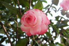 未来一个月财运大旺，天天有钱赚，好运挡不住，富贵无忧的3生肖