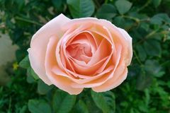 12月菩萨庇佑，求财顺利，事业红火，财富大增，富贵盈门的生肖