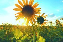 这3生肖不得了，12月顺风顺水，官运亨通，钱财无忧，富贵可期