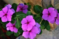 未来十天鸿运当头，财库丰隆，收入翻倍增长，日子无忧的3大生肖