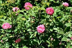 12月上半月财运亨通，好运加身，无往不利，顺利赚大钱的3生肖