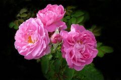 未来7天运势爆棚，喜事入宅，好运来事业旺，存款高涨的3大生肖