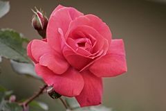 12月起财神送财，贵人助攻，事业一飞冲天，富得流油的生肖