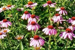 明年起转运逆袭，财运亨通，贵人不请自来，富贵又多金的3大生肖