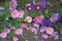 未来一年大运傍身，事业风生水起，赚得腰缠万贯，富得流油的生肖