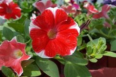 2020年好运来袭，喜鹊报喜，八方聚财，生活幸福美满的3生肖